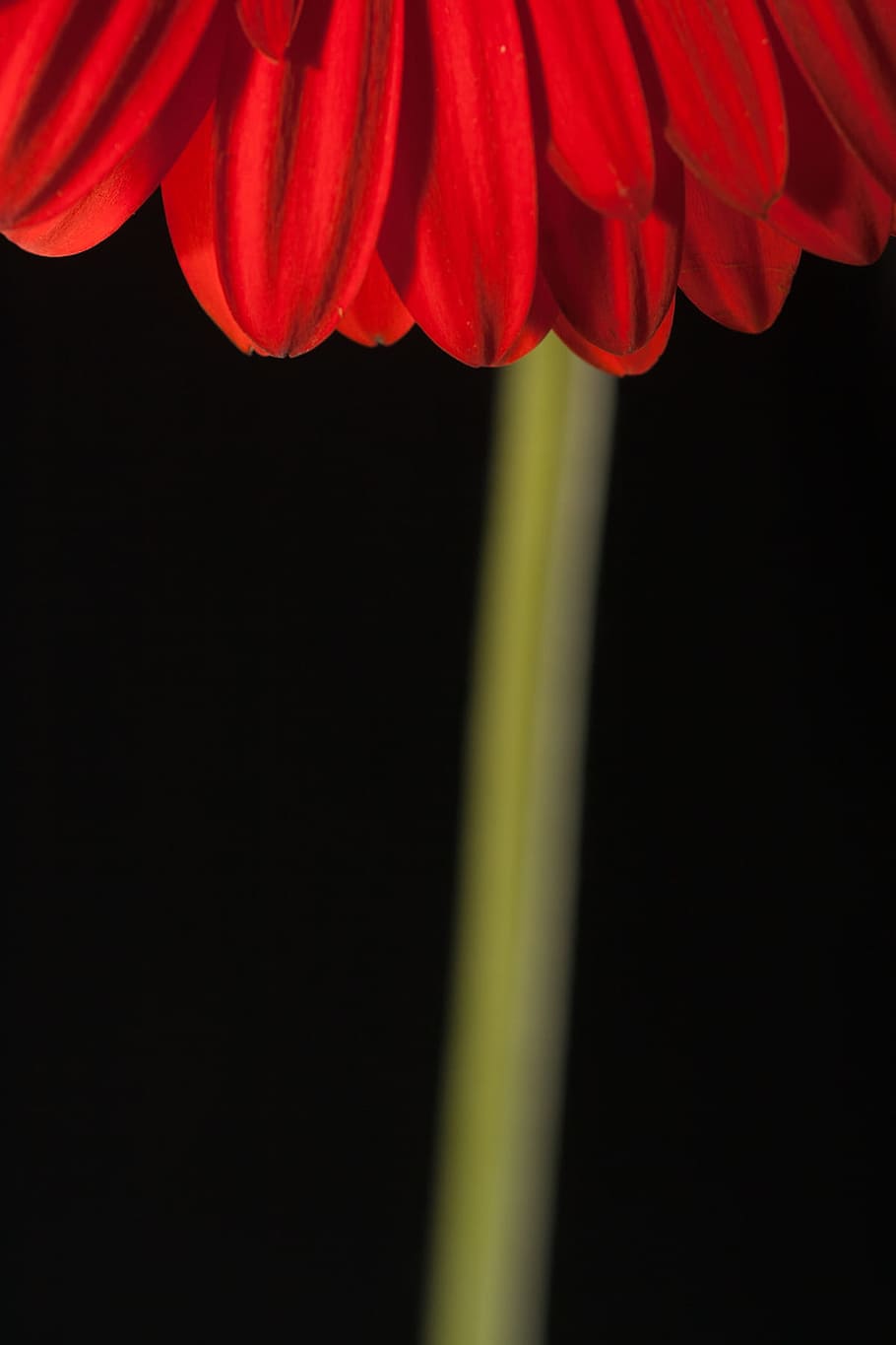 beautiful, red, gerbera, stem, isolated, black, closeup, flower HD wallpaper