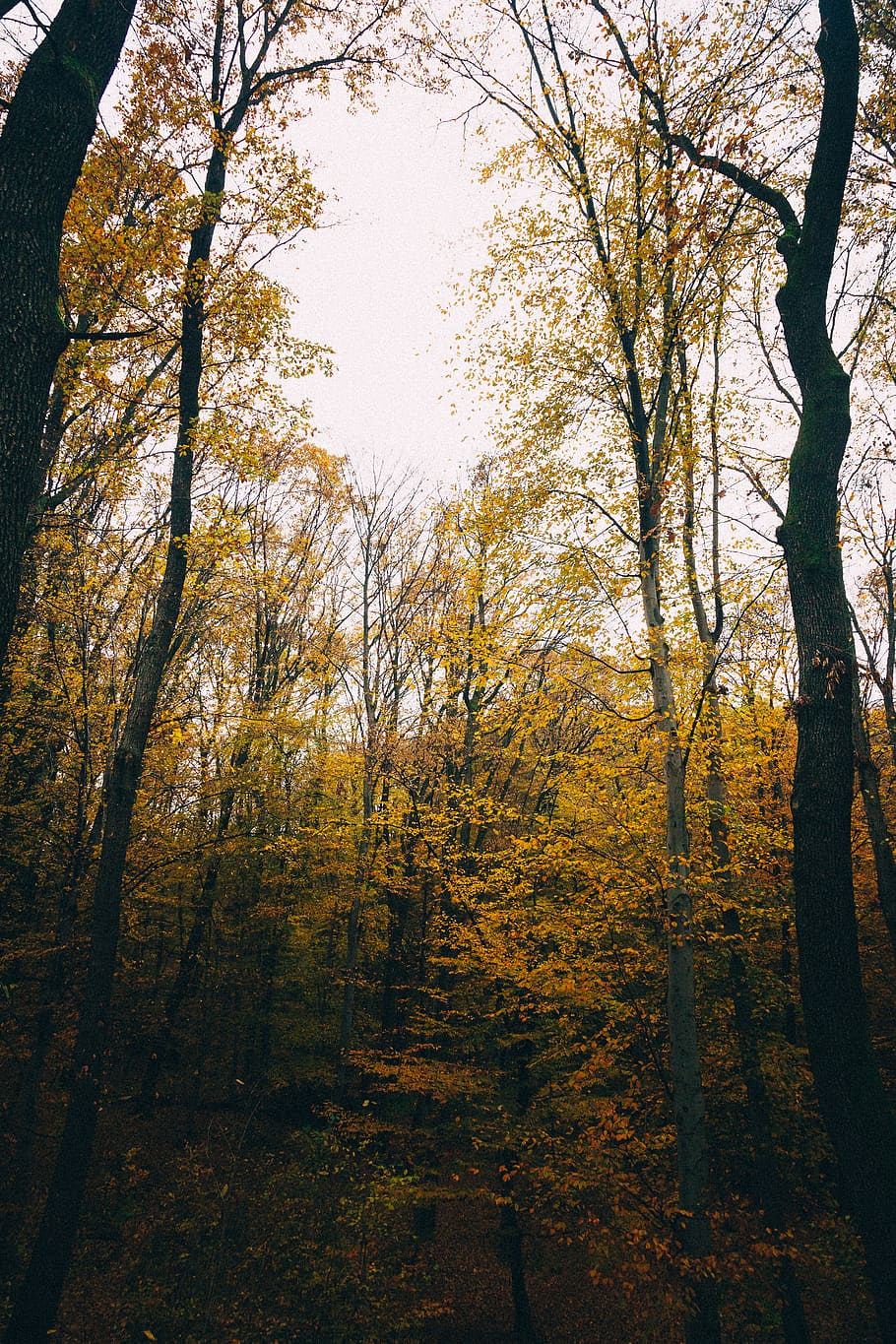 green and yellow trees, plant, tree trunk, fir, abies, flare HD wallpaper