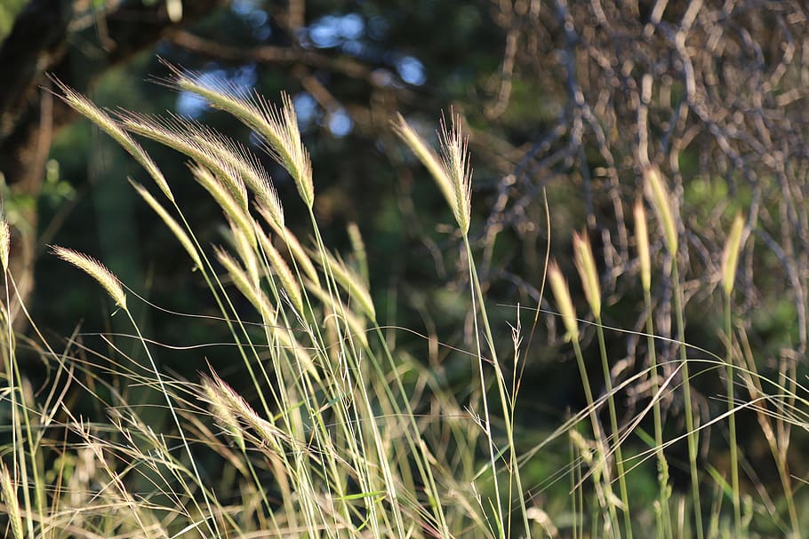 plant, nature, spring, forest, growth, focus on foreground HD wallpaper