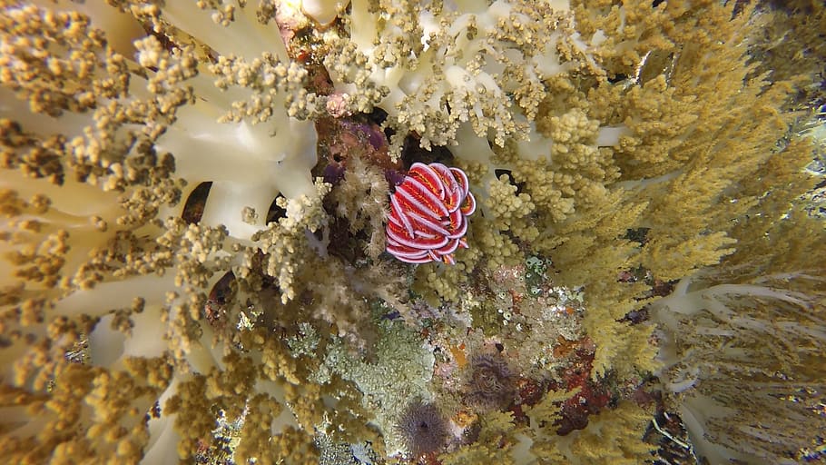 scuba, coral, ocean, animal wildlife, animals in the wild, sea HD wallpaper
