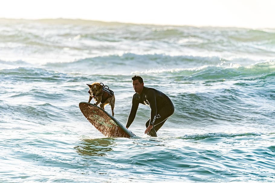 Surfer and his Dog on a Surf Board, action, leisure, ocean, recreation HD wallpaper