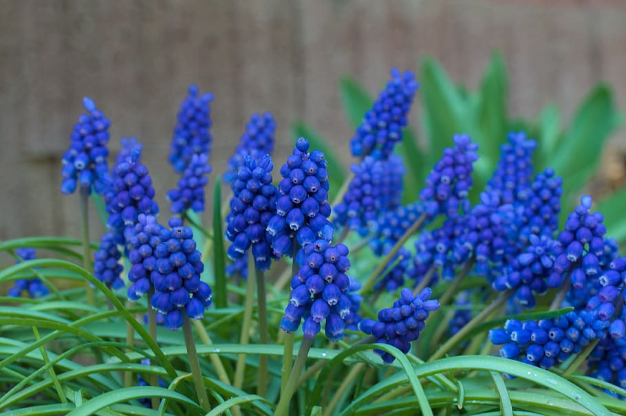 flowers, baur bubchen, blue flowers, spring, plant, flowering plant HD wallpaper