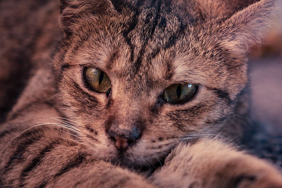 cat, macro, pet, animal, nature, eye, cateye, fur, mammal, close-up HD wallpaper