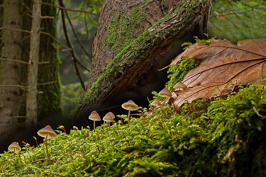mushrooms, forest, small mushroom, forest mushrooms, moss, mini mushroom, HD wallpaper