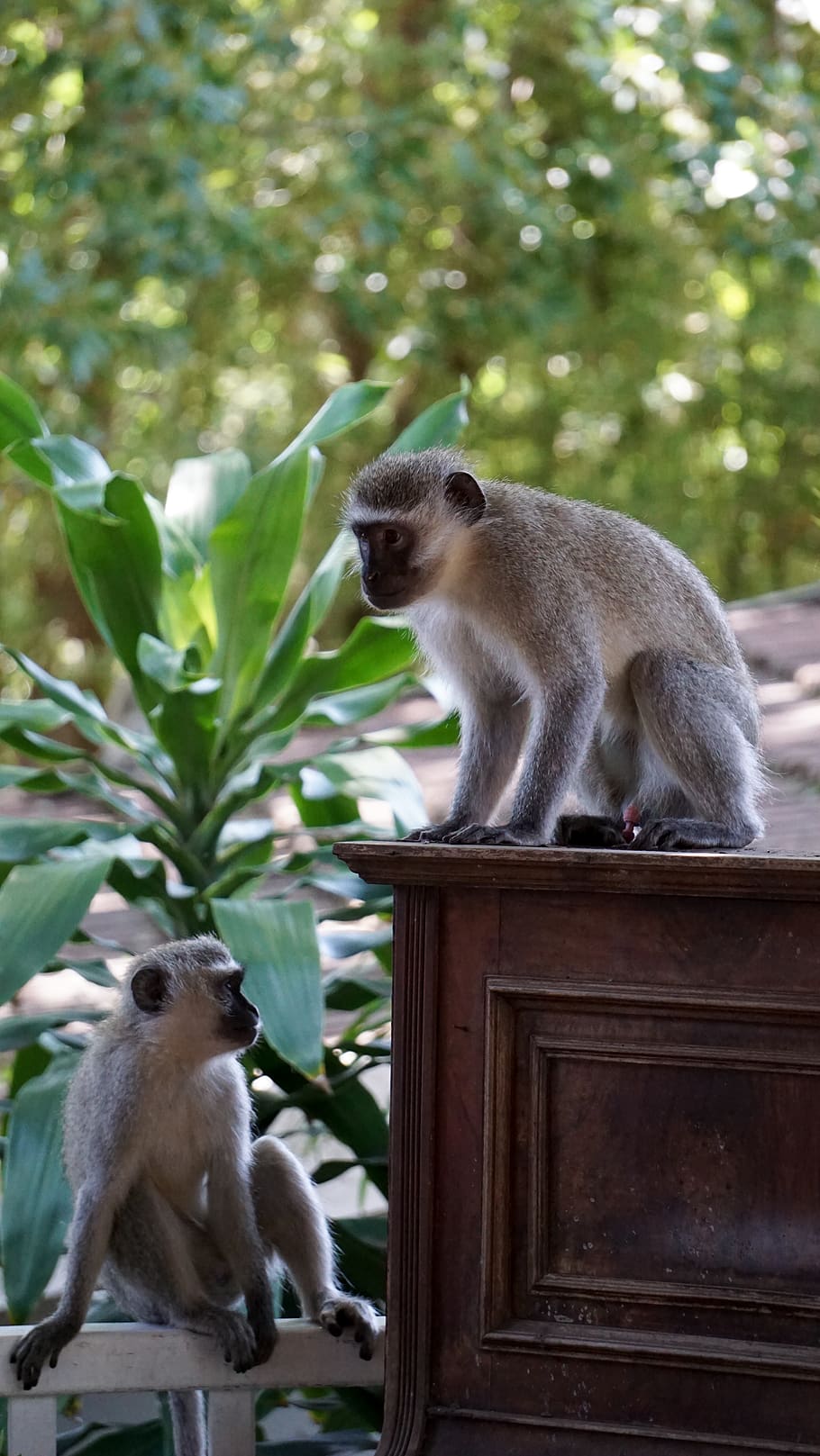 two primates on cabinet, animal themes, mammal, animal wildlife HD wallpaper