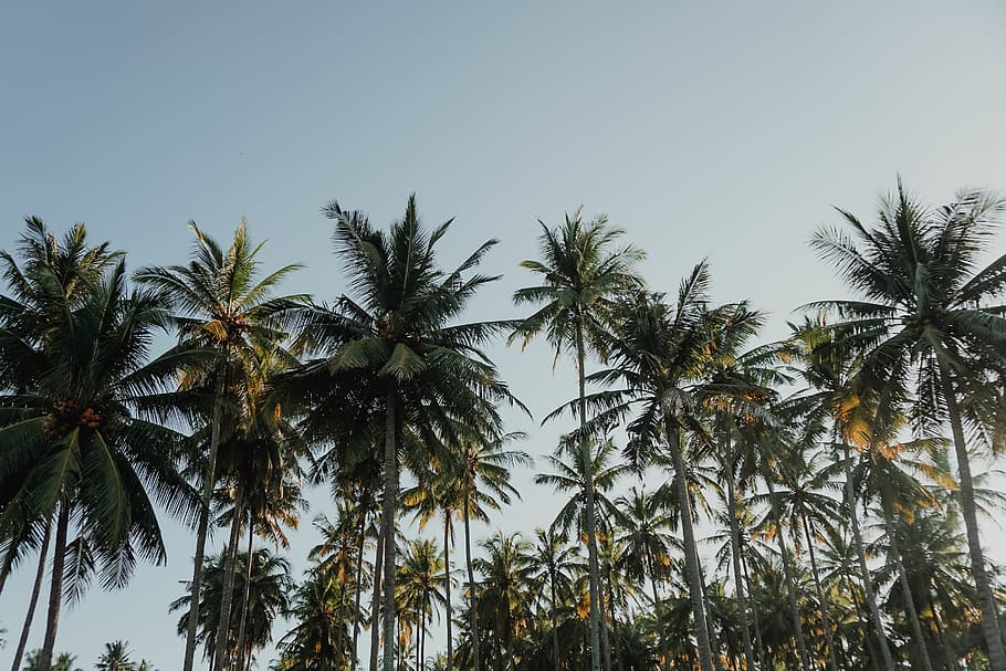 Coconut Trees Under Blue Sky at Daytime, clouds, coconuts, landscape HD wallpaper