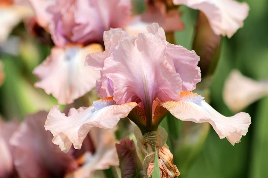 irises, flowers, pink irises, handsomely, garden flowers, beautiful flowers, HD wallpaper