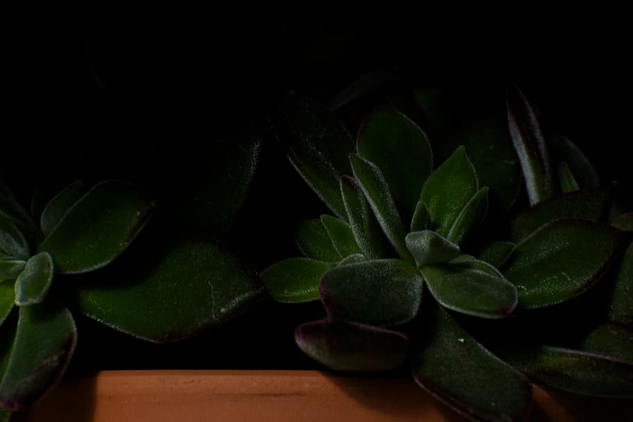 Nature, succulent, plants, leaf, plant part, green color, growth HD wallpaper