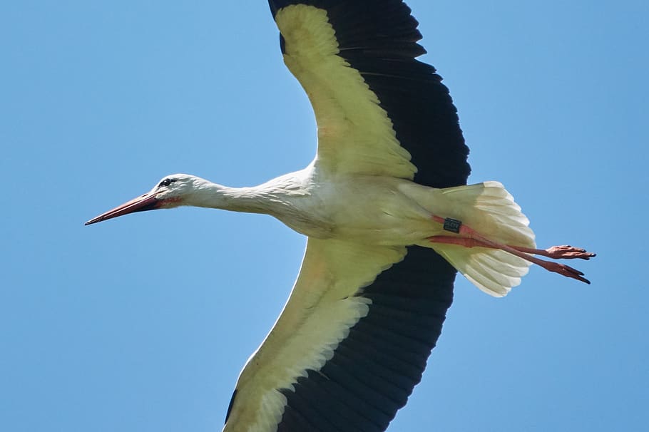 stork, flying, sky, bird, rattle stork, white stork, landing HD wallpaper