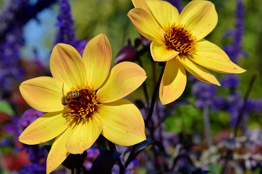 canada, toronto, flowering plant, fragility, vulnerability HD wallpaper