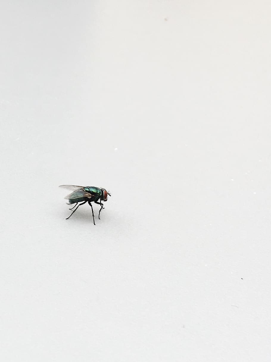 animals, fly, close up, macro, insect, invertebrate, animal themes HD wallpaper
