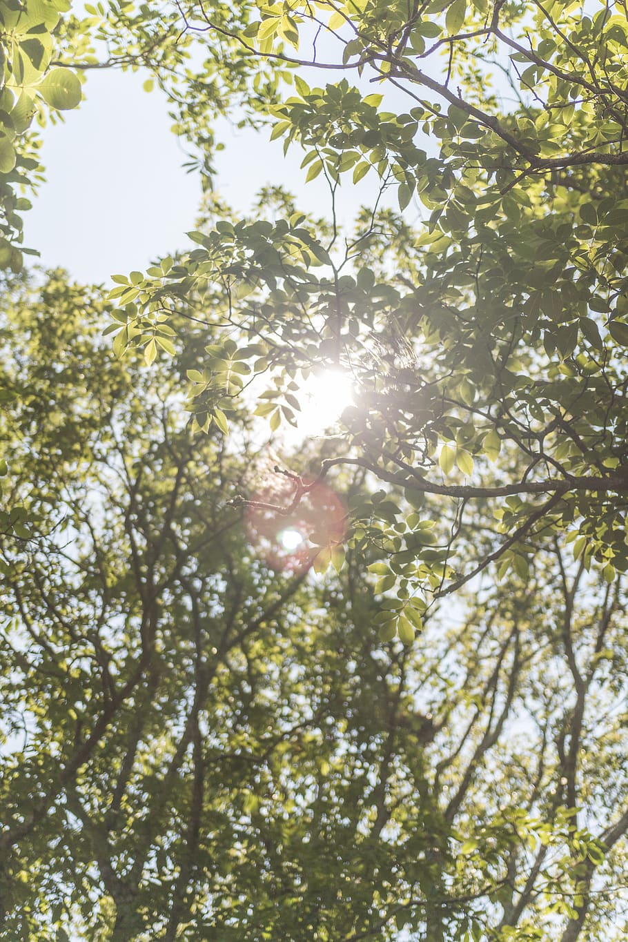 green trees at daytime, plant, sunlight, low angle view, lens flare HD wallpaper
