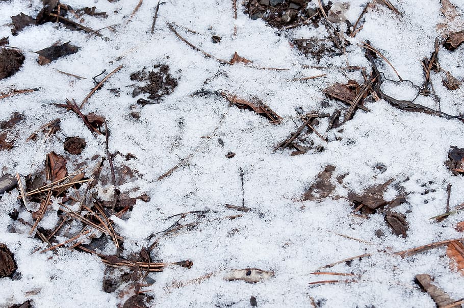 texture, forest floor, winter, snow, structure, pattern, nature HD wallpaper
