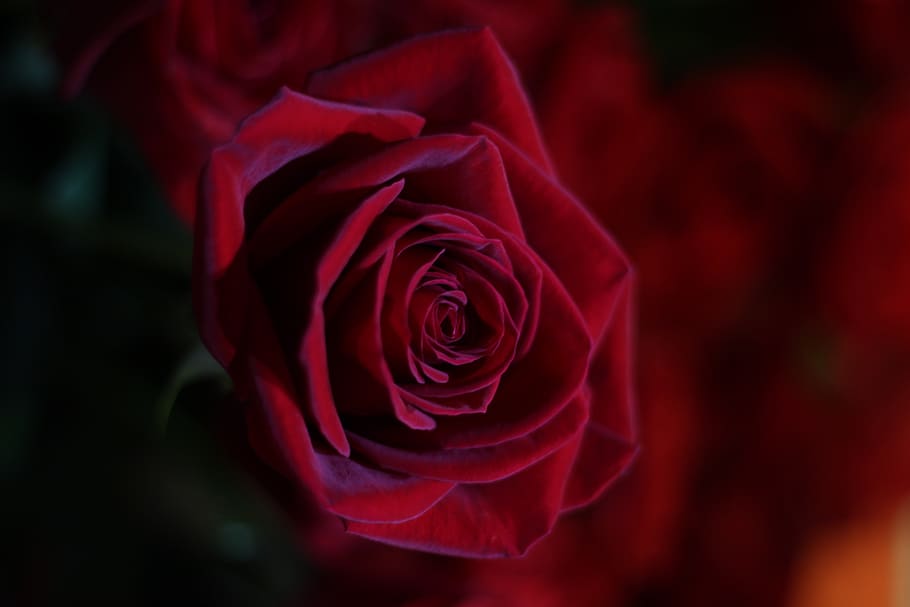 rose, flower, flowering plant, rose - flower, beauty in nature HD wallpaper