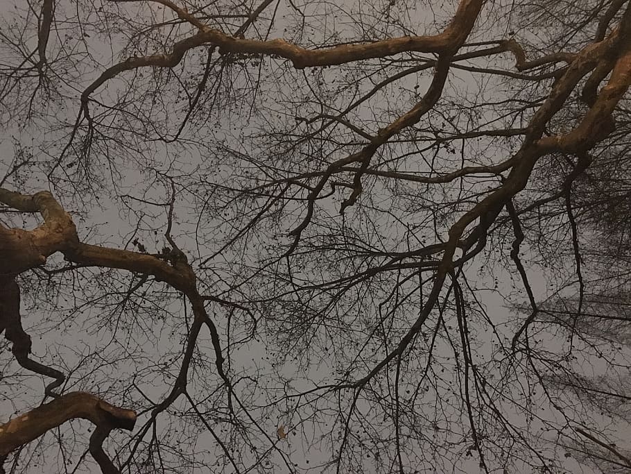 china, shanghai, tree, bare tree, branch, plant, nature, tranquility HD wallpaper