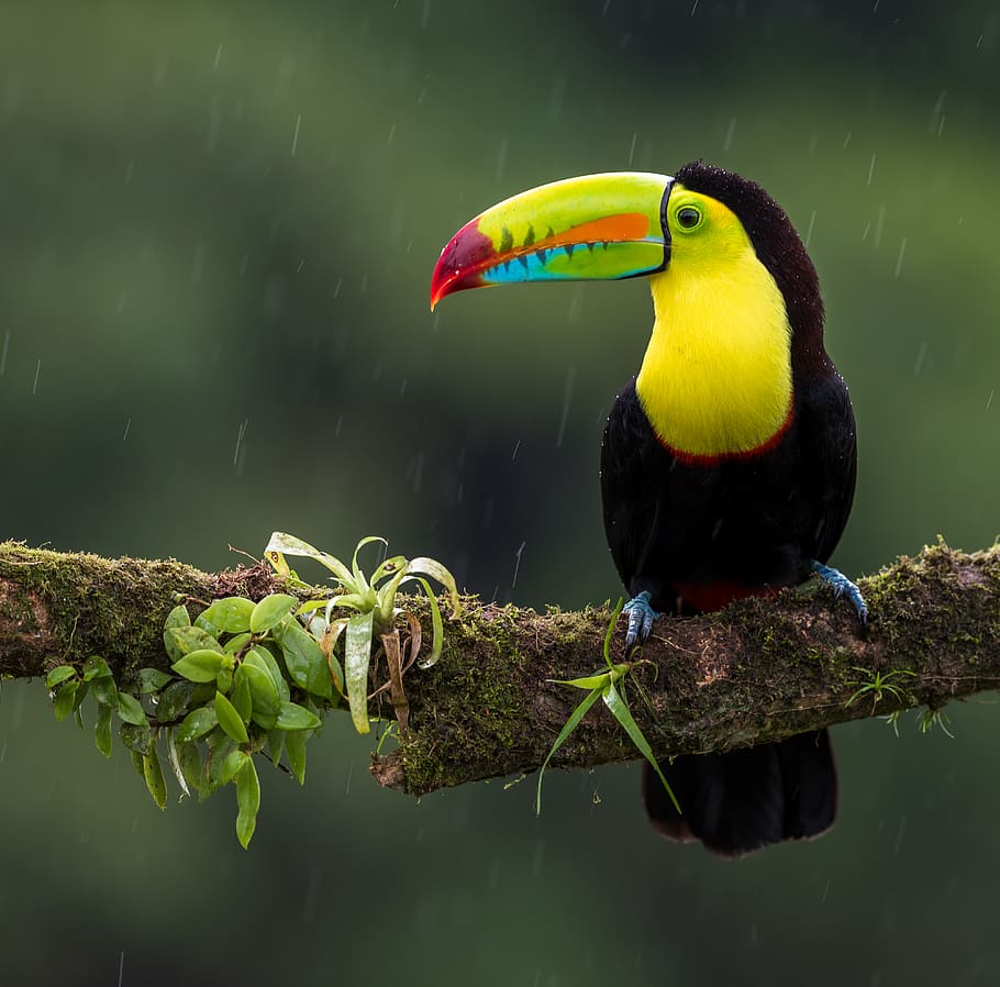 black and yellow bird on branch, animal, beak, green, rain, toucan