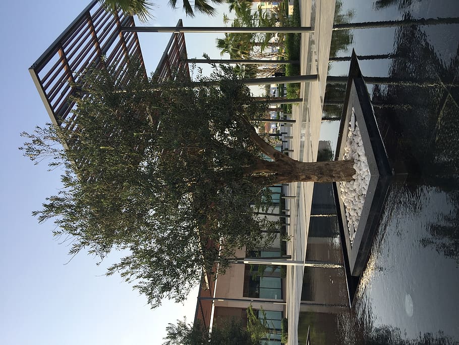 green tree, patio, porch, plant, ajman, united arab emirates HD wallpaper
