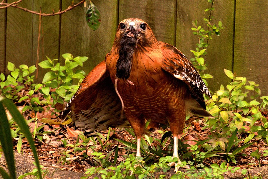 hawk, bird, predator, nature, wildlife, hunter, animal, prey HD wallpaper