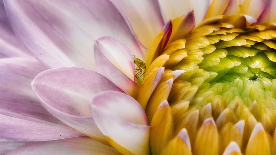 dahlia, beetle, bright, insect, nature, blossom, bloom, dahlia garden HD wallpaper