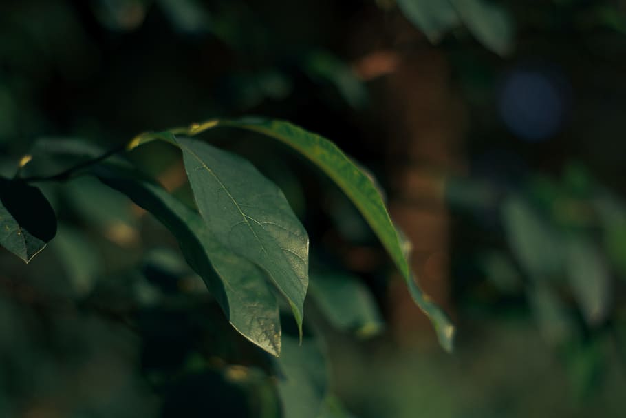 Focus Photography of Green Leaf Plant, plant part, close-up, nature HD wallpaper