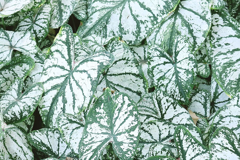 Variegated Leafed Plants, green, pattern, cold temperature, green color HD wallpaper