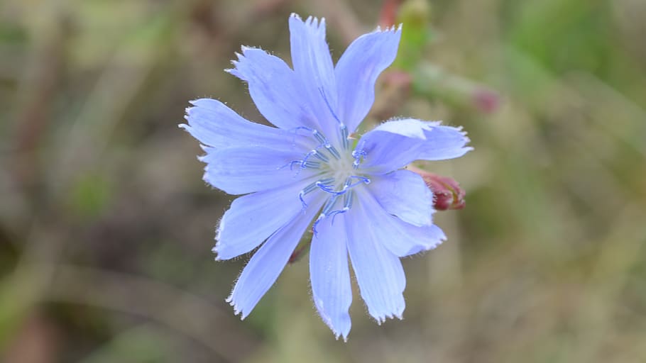 flower, blue, nature, flowering plant, fragility, beauty in nature HD wallpaper