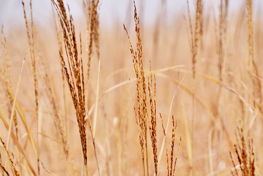 brown wheat grass, plant, food, produce, grain, vegetable, japan HD wallpaper