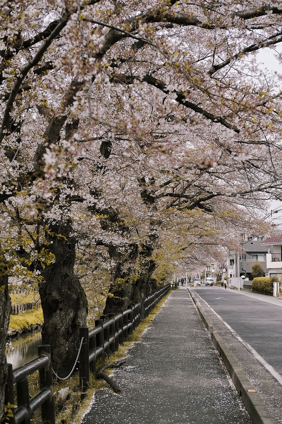 Trees Beside Road, environment, flora, flowers, park, season HD wallpaper