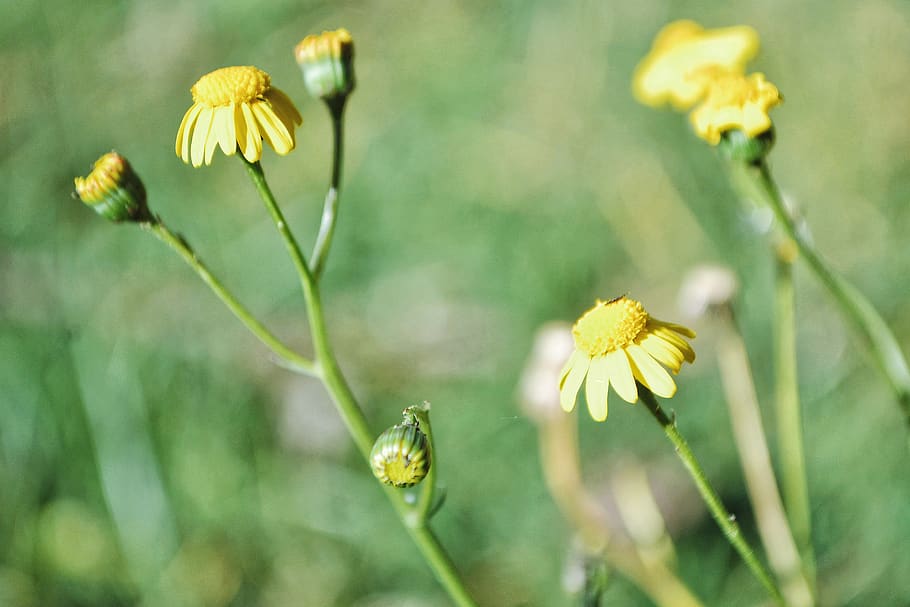 Yellow Daisy Flowers, bloom, blossom, flora, growth, Kenya, macro HD wallpaper