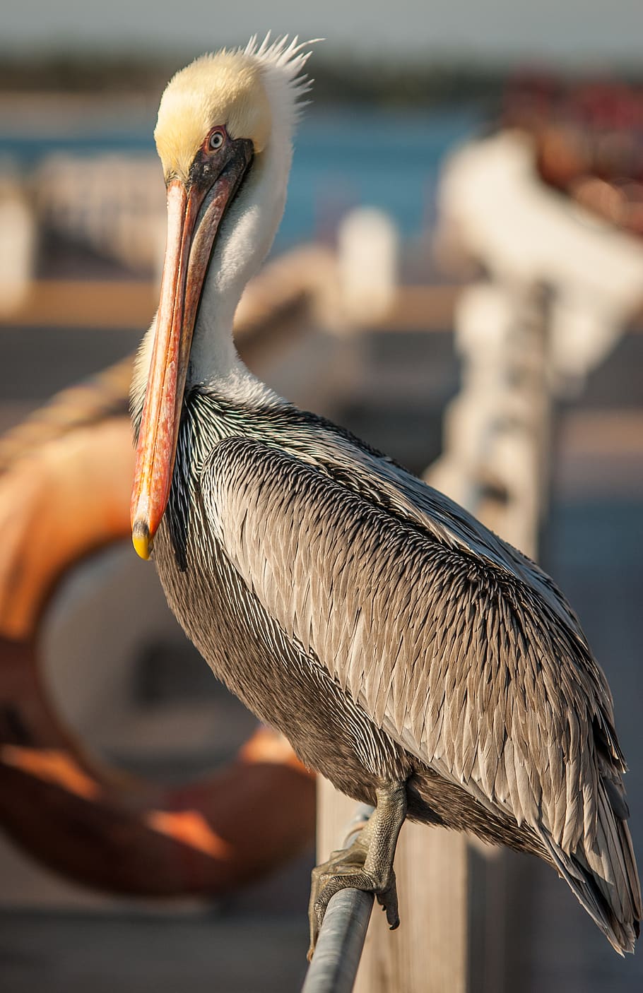 pelican, bird, animal themes, vertebrate, focus on foreground HD wallpaper
