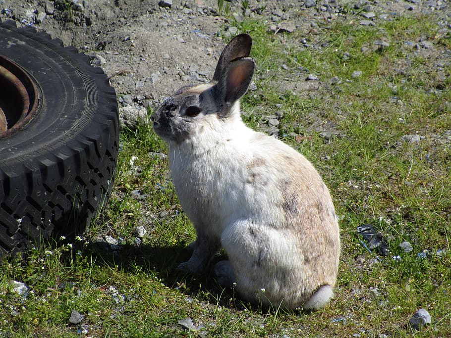 bunny, rabbit, white, jericho beach, spring, animal, animal themes HD wallpaper