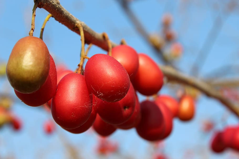 plum, plums, fruit, eat, juicy, tasty, sweet, nature, traditional HD wallpaper