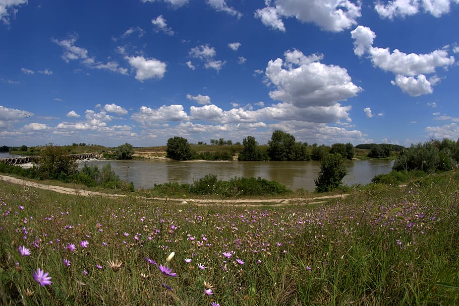 sorry, camp, flowers, cloud, nature, wild, plant, flowering plant HD wallpaper