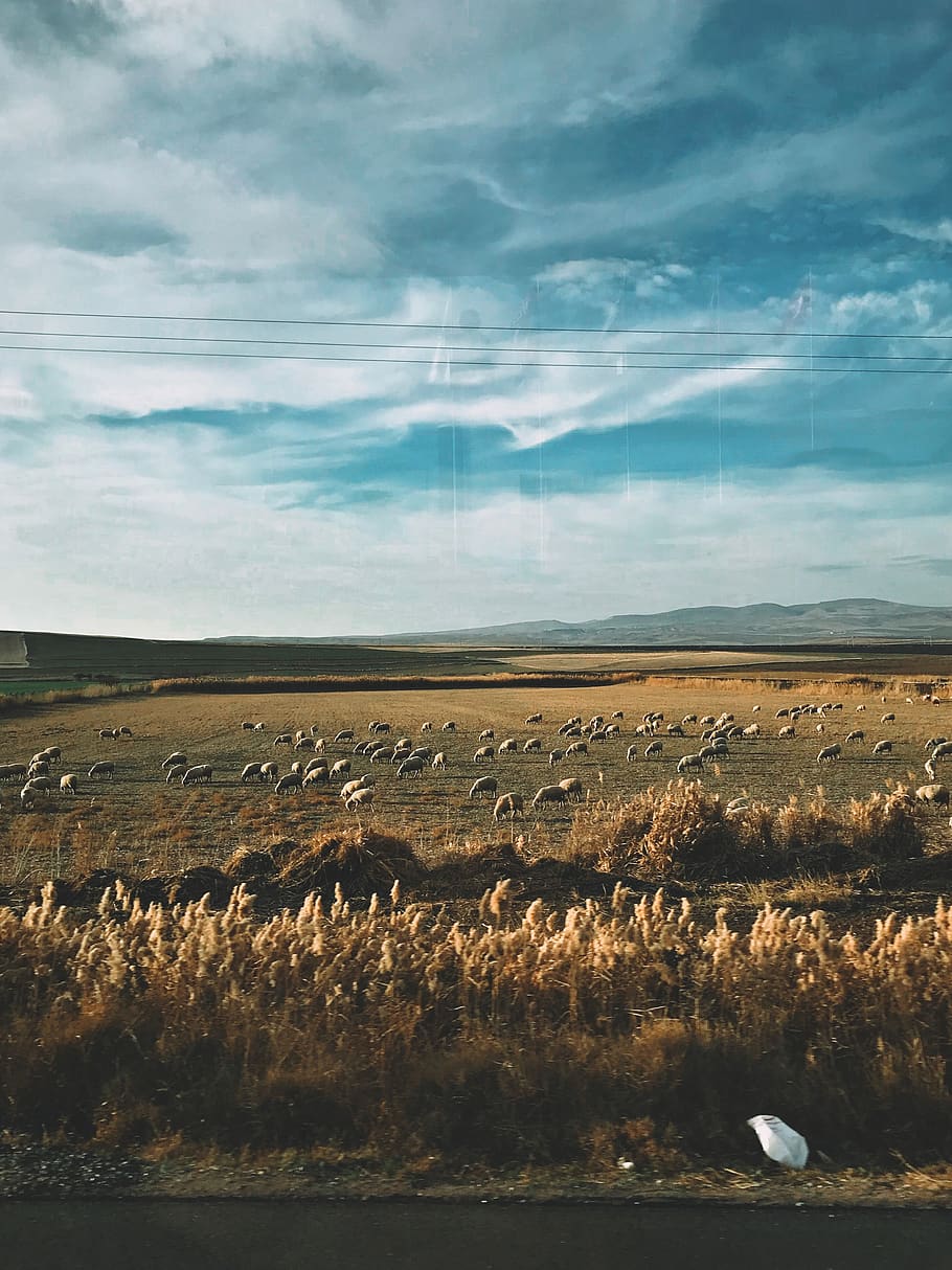 iphone, iphonephotography, goat, sheep, animal, animals, sky HD wallpaper