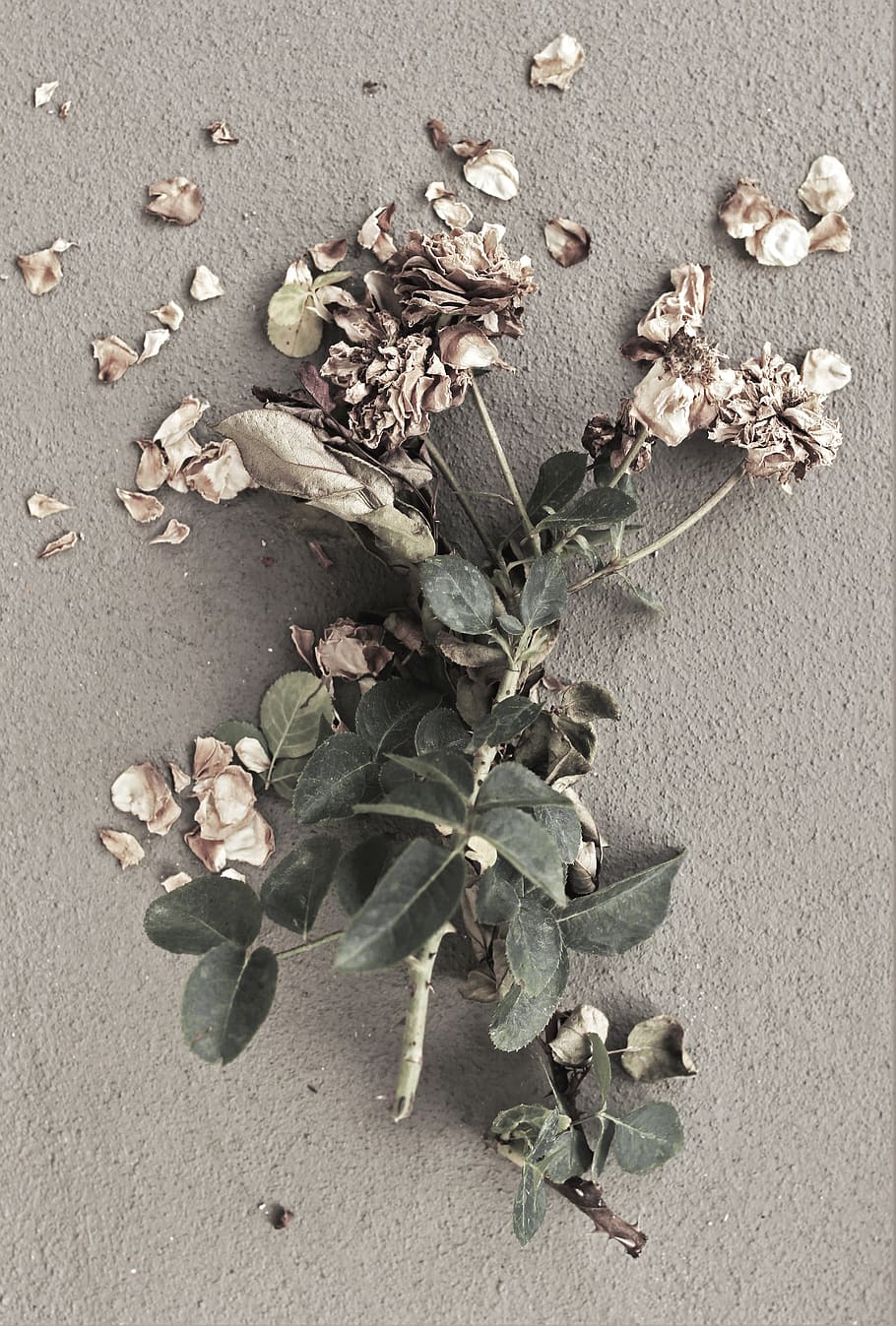 roses, dried, low saturation, flowers, leaves, plant, leaf