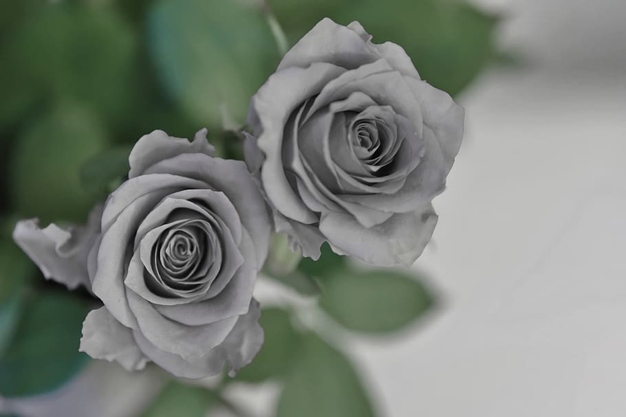 rose, black and white, green, leaves, sweet, condolence, sad, HD wallpaper