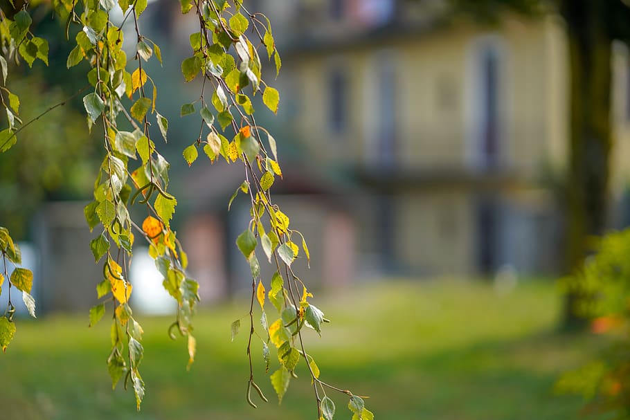 leaf, nature, tree, outdoors, bright, garden, season, wood HD wallpaper