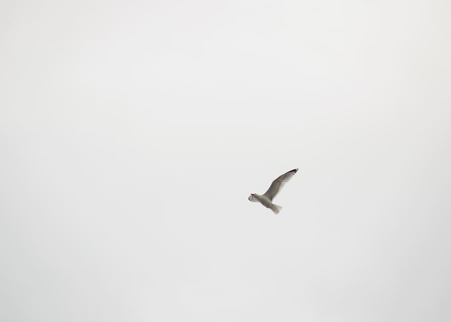 germany, juist, bird, animal themes, animal wildlife, vertebrate HD wallpaper