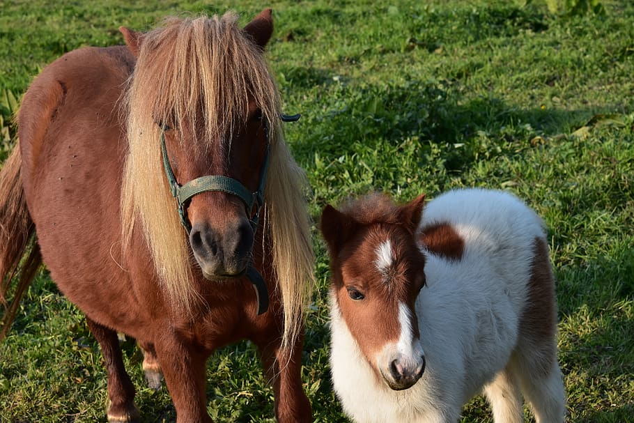 shetland pony, mother pony and her foal, small horse, pastures, HD wallpaper