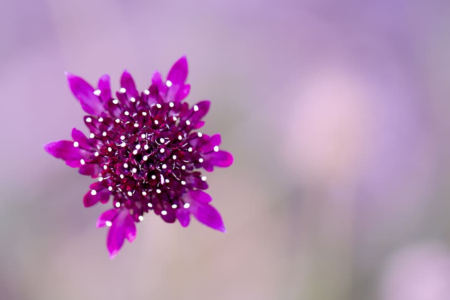 flower, flowering plant, freshness, purple, beauty in nature HD wallpaper
