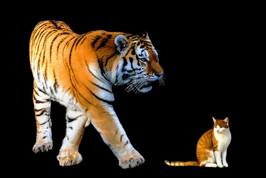 animals, cat, tiger, big cat, domestic cat, predator, girlfriends HD wallpaper