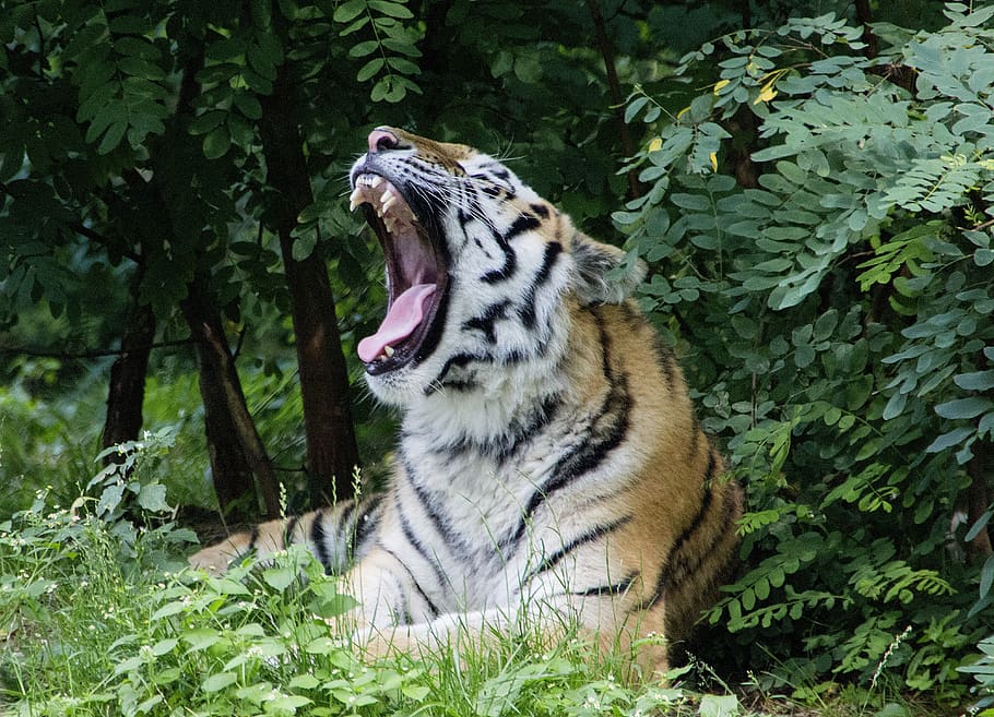 tiger, wilderness, predator, nature, wildcat, carnivores, animal HD wallpaper