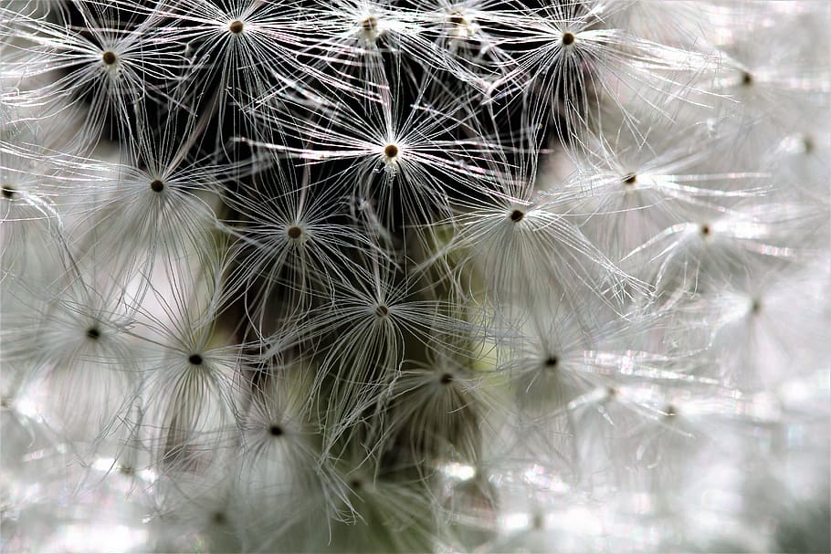 dandelion, meadow, umbrella, macro, flying seeds, nature, fragility HD wallpaper