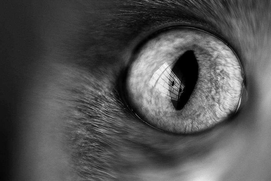 brazil, florianópolis, window, bw, cat, eye, soul, close-up HD wallpaper