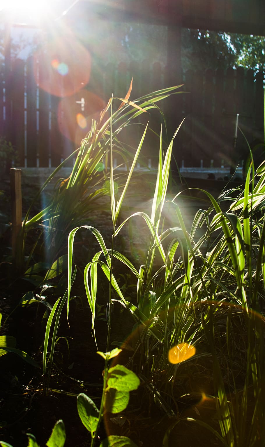 plant, grass, light, flare, lawn, sunlight, reed, vegetation HD wallpaper