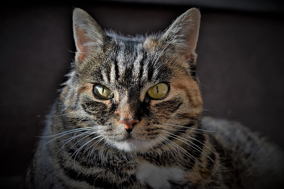 cat, pet, mackerel, animal, domestic cat, cat's eyes, cat face HD wallpaper