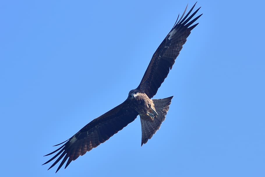 eagle, the eagles, bird, vertebrate, animal, animal themes, HD wallpaper