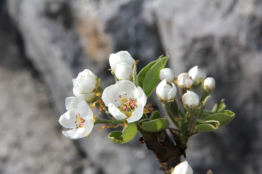 blossom, bloom, bulb flowers, spring, white, pear blossom, fruit tree HD wallpaper