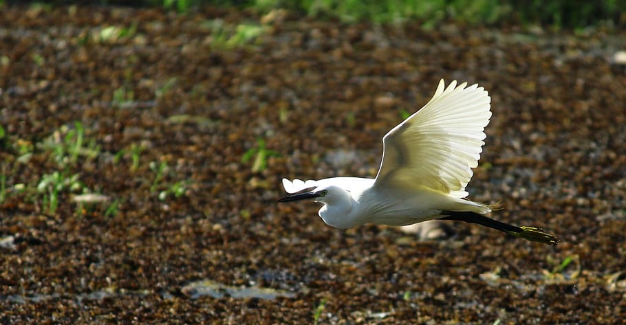 Flying ground