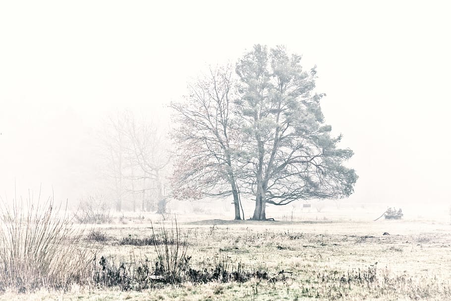 germany, erlangen, silbergrasweg, trees, winter, fog, plant HD wallpaper